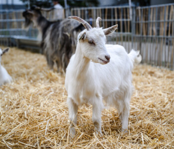 Fotó: MMG/Csatlós Norbert