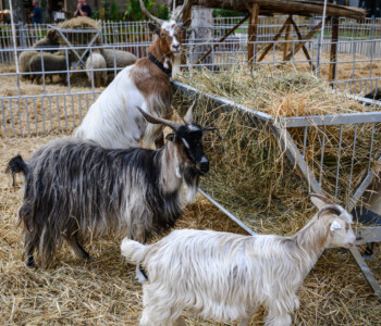 Fotó: MMG/Csatlós Norbert