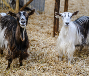 Fotó: MMG/Csatlós Norbert