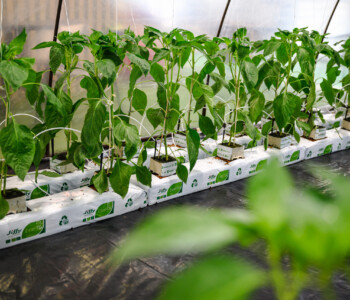 Fotó: MMG/Csatlós Norbert