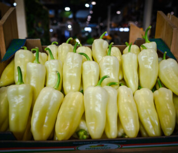 Fotó: MMG/Csatlós Norbert