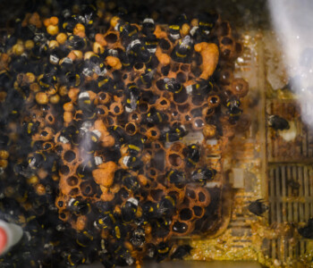 Fotó: MMG/Csatlós Norbert