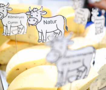 Fotó: MMG/Csatlós Norbert