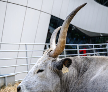 Fotó: MMG/Csatlós Norbert