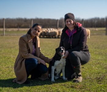 Terelőkutyák, Bodakút Terelőkutya Központ, border collie
