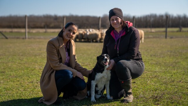 Terelőkutyák, Bodakút Terelőkutya Központ, border collie