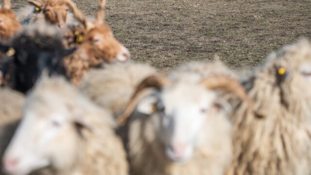Terelőkutyák, Bodakút Terelőkutya Központ, border collie