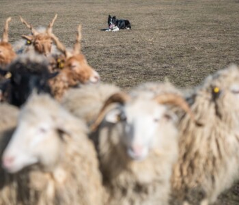 Terelőkutyák, Bodakút Terelőkutya Központ, border collie