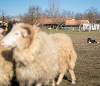 Terelőkutyák, Bodakút Terelőkutya Központ, border collie
