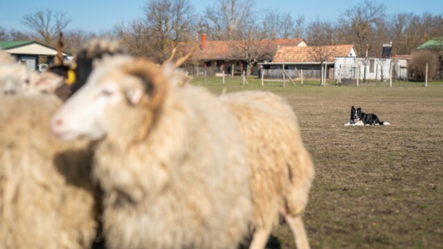 Terelőkutyák, Bodakút Terelőkutya Központ, border collie