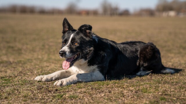 Terelőkutyák, Bodakút Terelőkutya Központ, border collie