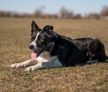 Terelőkutyák, Bodakút Terelőkutya Központ, border collie