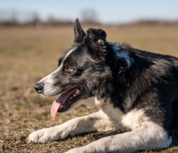 Terelőkutyák, Bodakút Terelőkutya Központ, border collie