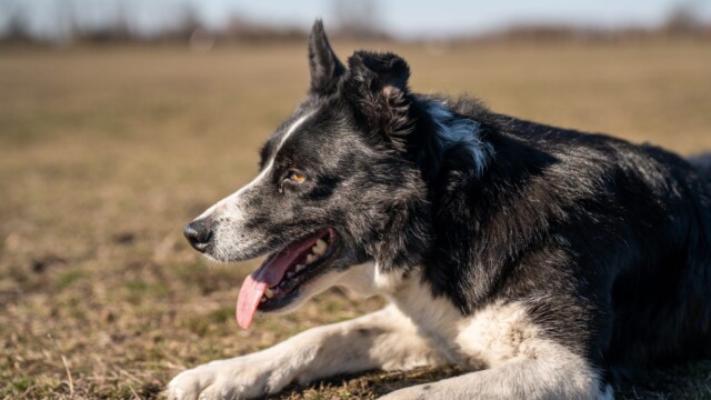 Terelőkutyák a modern gazdaságban: ösztön, tudás és együttműködés