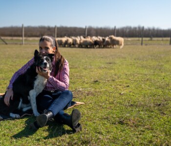 Terelőkutyák, Bodakút Terelőkutya Központ, border collie