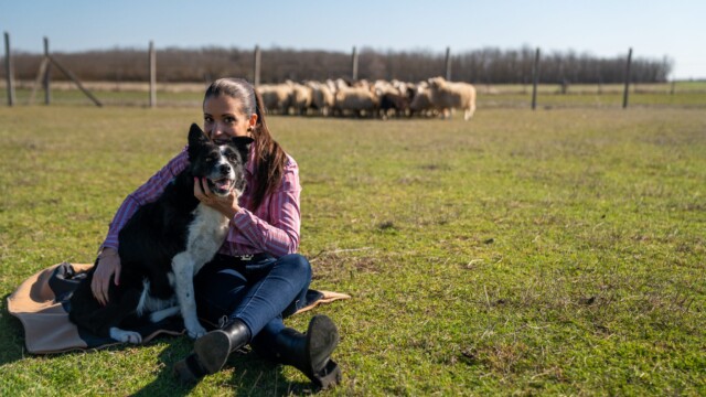 Terelőkutyák, Bodakút Terelőkutya Központ, border collie