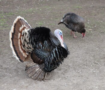 Fotó: MMG/Koncz János