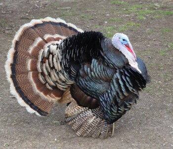 Fotó: MMG/Koncz János