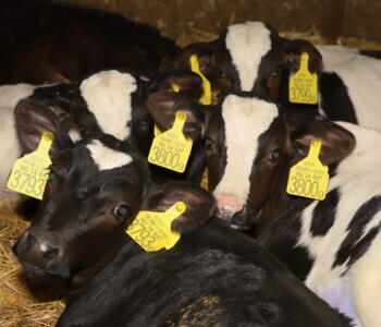 Fotó: MMG/Koncz János