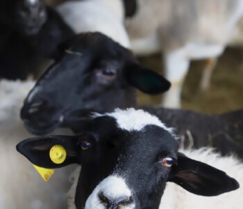 Fotó: MMG/Koncz János