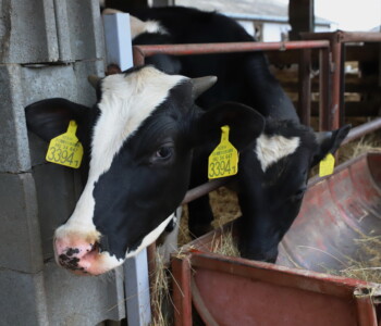 Fotó: MMG/Koncz János