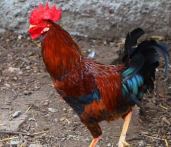 Fotó: MMG/Koncz János