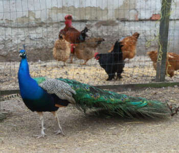 Fotó: MMG/Koncz János