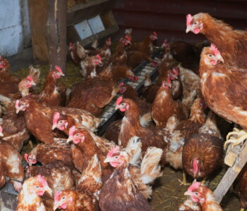 Fotó: MMG/Koncz János