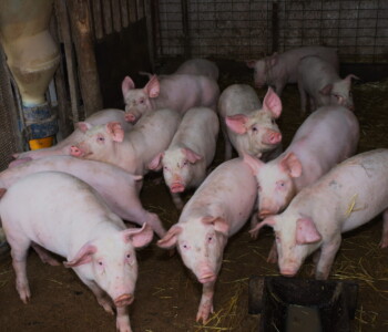 Fotó: MMG/Koncz János