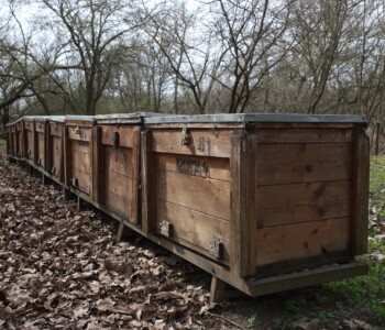 Fotó: MMG/Koncz János