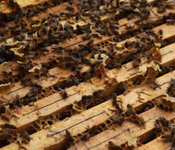 Fotó: MMG/Koncz János