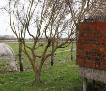 Fotó: MMG/Koncz János