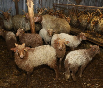 Fotó: MMG/Koncz János