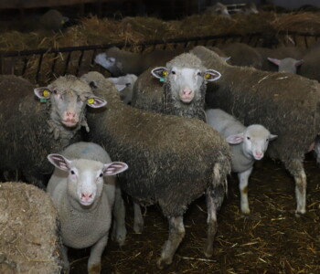 Fotó: MMG/Koncz János