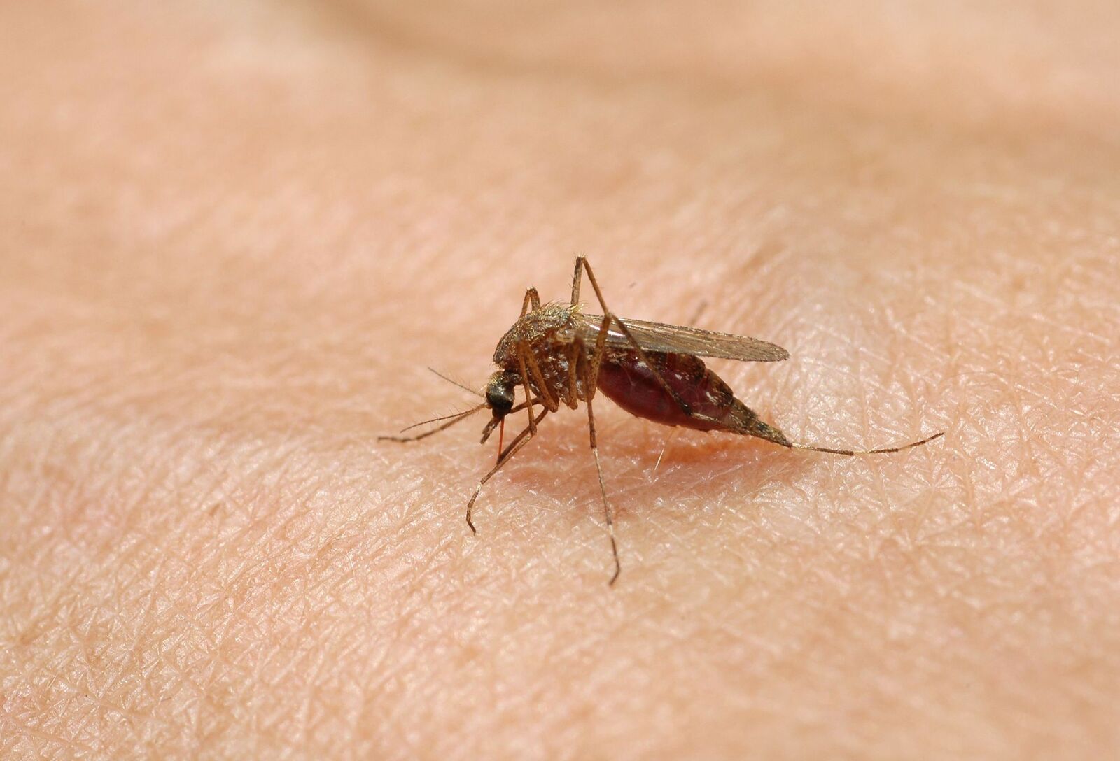 Immár Izland sem mentes a szúnyogoktól