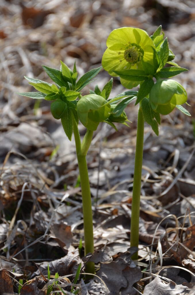 A tanösvény névadója: illatos hunyor