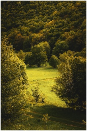 „Erdészek a természetért és a régiókért” projekt