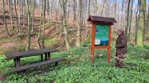 A Keszthelyi-hegység látnivalóitmutatja be a 14 kilométeres Medvehagymatanösvény