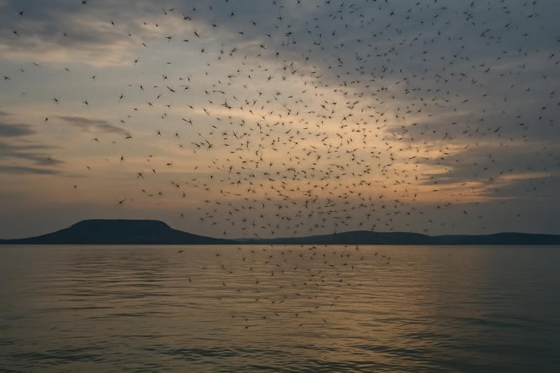 Az előzőnél is intenzívebb árvaszúnyog rajzás a Balatonon
