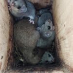 Őszi meglepetés, pelecsalád lakta be a madárodút