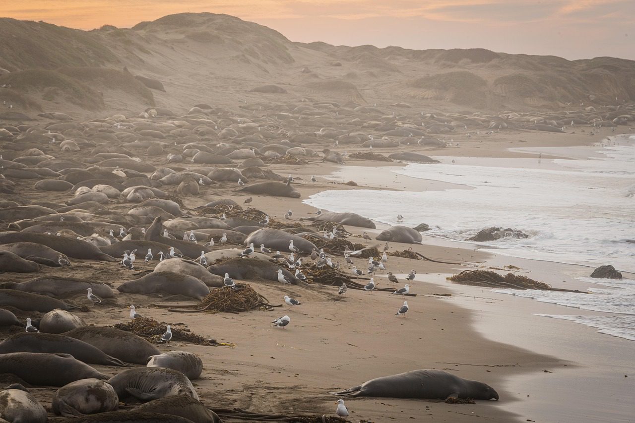 Több száz fóka bébi pusztult el egy Szub-Antarktikus szigeten