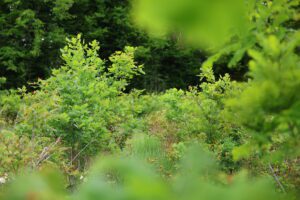 A pusztuló lucfenyvesek helyére elegyes tölgyeseket ültetünk