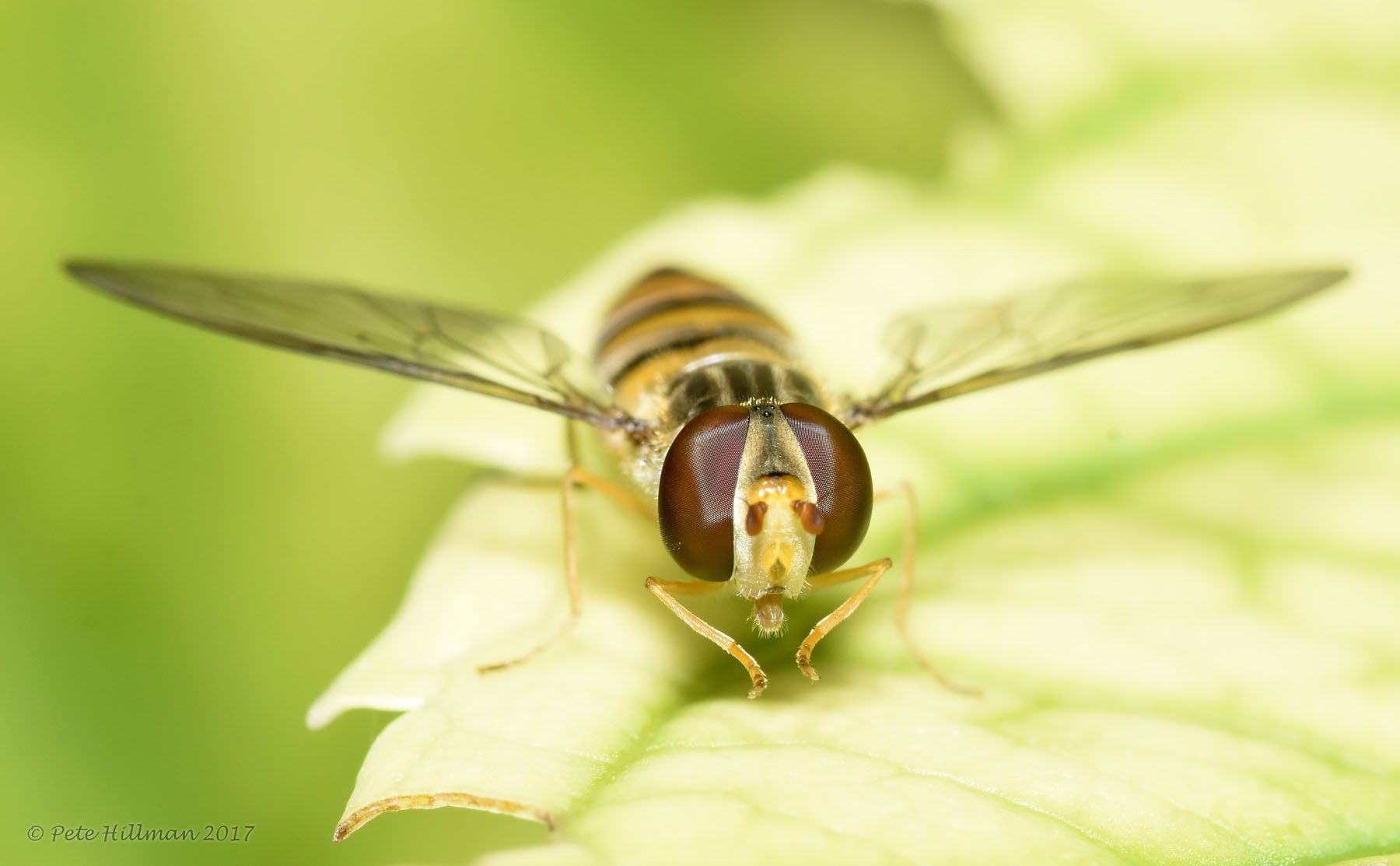 A zengőlegyek haszna