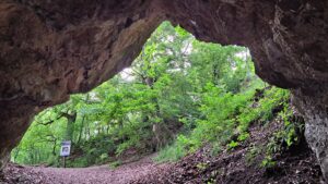 Az Odvas-kői-barlang egyike a Bakony legforgalmasabb denevérnászhelyeinek