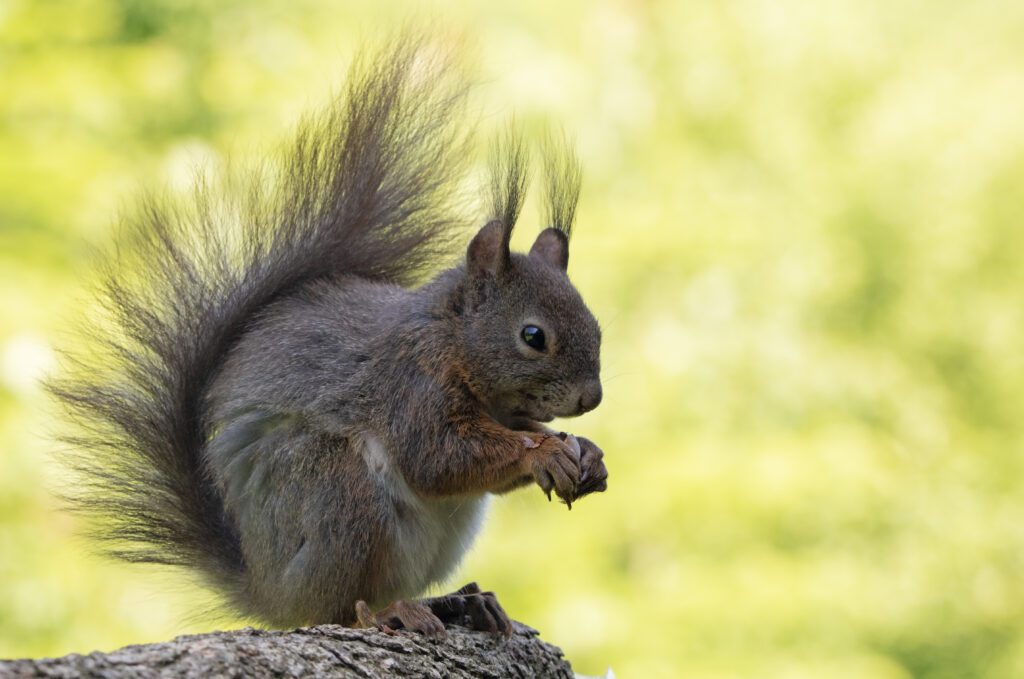 A vörös mókus az erdő kis gazdásza Fotó: Szabó-Simon Bernadett