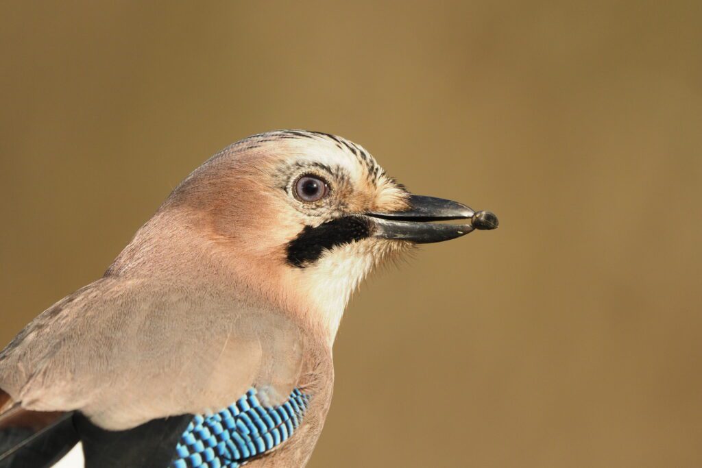 A szajkó feledékenysége szerepet játszik az erdő megújulásában Fotó: Szekeres János