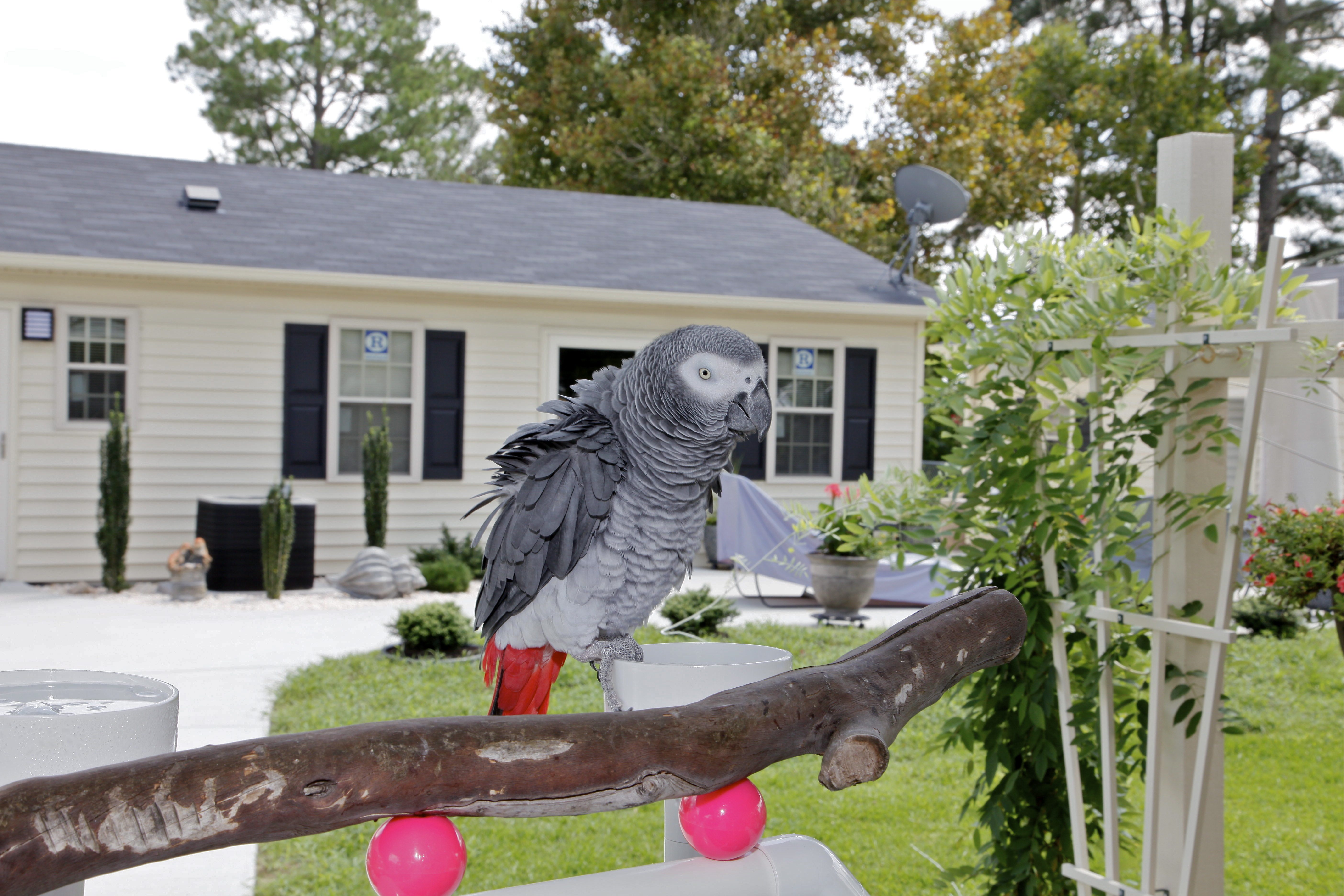 Egzotikus kedvencek jogszerűen: mikor kell CITES-engedély?