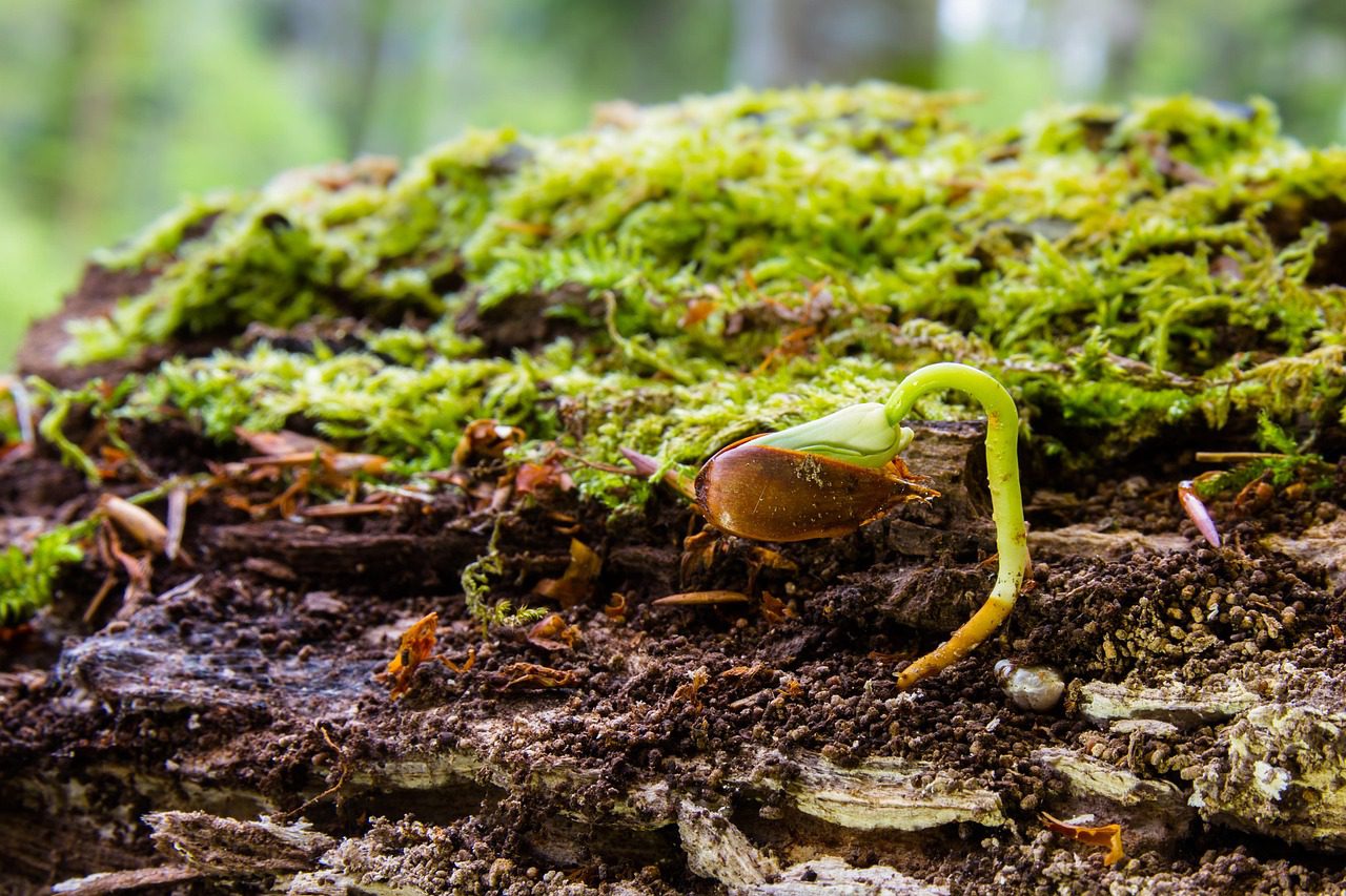 Az erdő nem csak fák tömege - mit tehetünk érte?