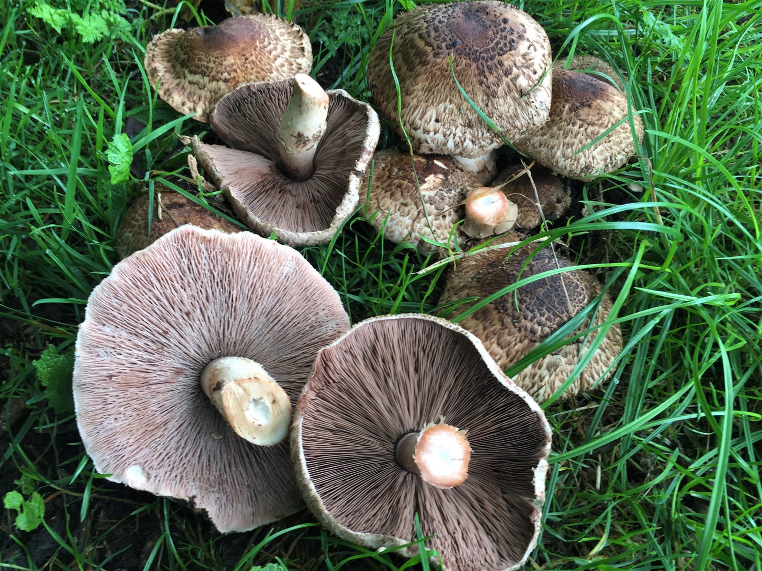 Egy csiperkefaj lett 2026 gombája