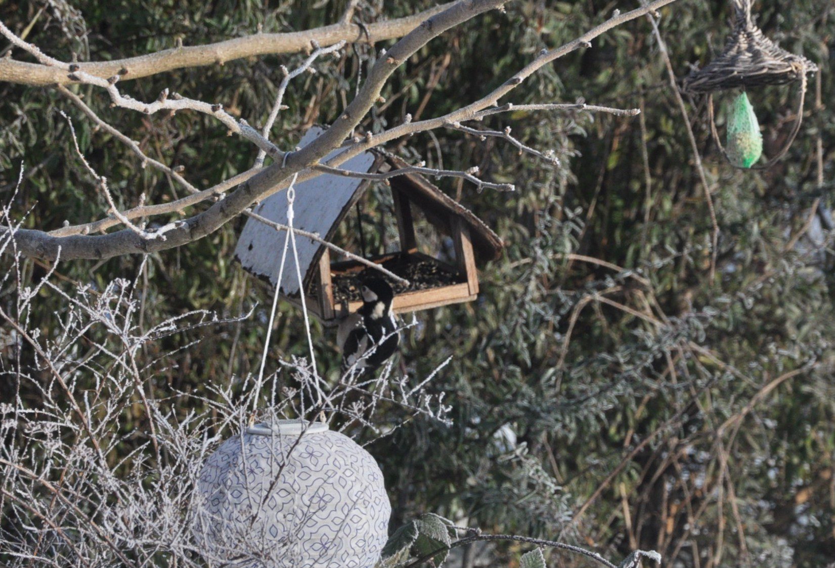 Diktátor fakopáncs költözött a kertünkbe